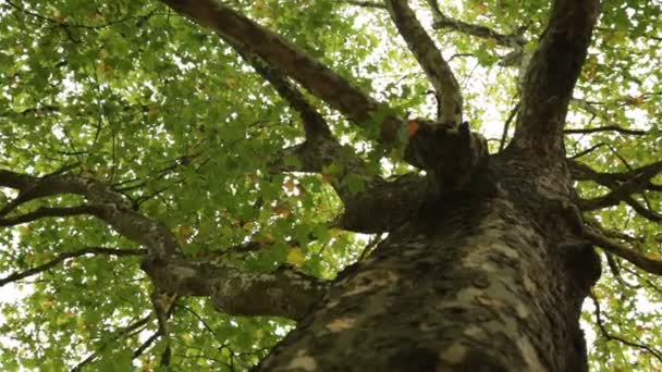 Ramas y hojas de árboles en Londres — Vídeo de stock