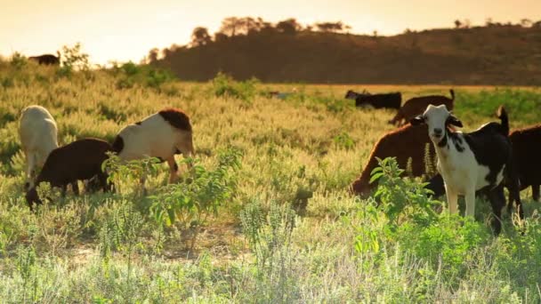 Стадо кіз, випас в траві в Кенії — стокове відео