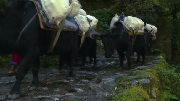 Krów i ludzi przechodzi na skalistego szlak — Wideo stockowe