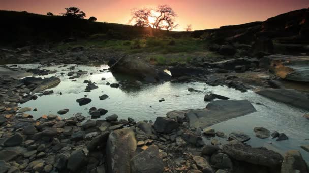 Stream dengan pohon di latar belakang saat matahari terbit di Afrika — Stok Video