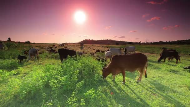 Manada de vacas e cabras pastando no Quênia . — Vídeo de Stock