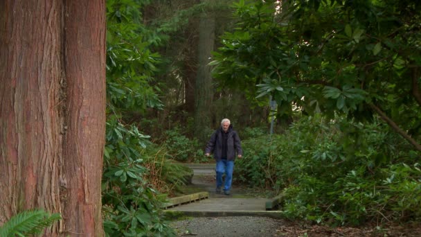 A man walks up a well-tended forest trail — Stock Video