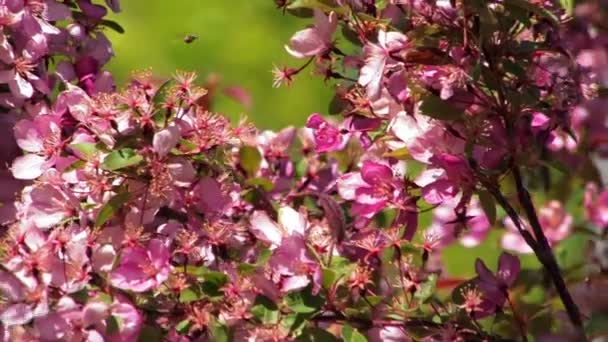 Ροζ λουλούδια σε κλαδιά δέντρων — Αρχείο Βίντεο