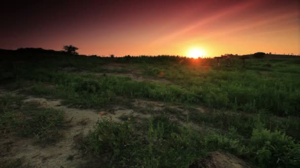 Groep vrouwen die brandhout bij zonsondergang in Afrika. — Stockvideo