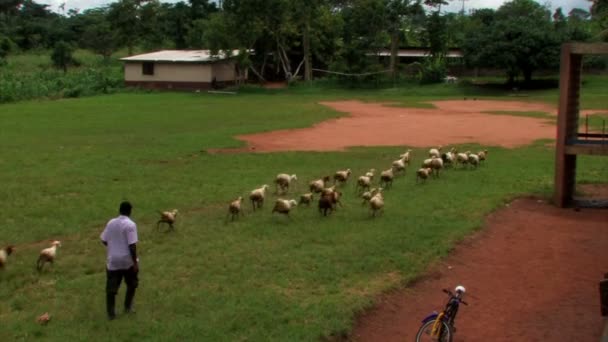 Cabras corriendo en un campo — Vídeo de stock