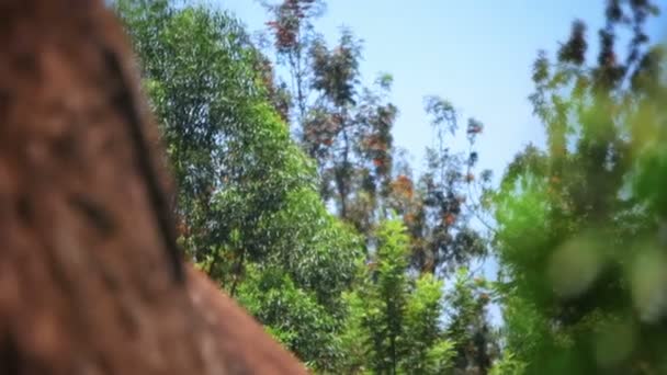 Κοντινό πλάνο εστίαση-μετατόπιση πυροβόλησε από Κένυας δάσος, στο λίθο, να φυτέψει — Αρχείο Βίντεο