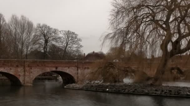 Zeitraffer von Schwänen auf dem Fluss Avon in Stratford-upon-Avon, England. beschnitten. — Stockvideo