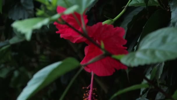 Красива Червона квітка — стокове відео