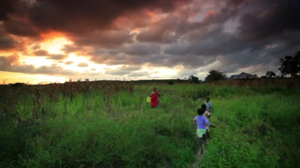 Západ slunce nad poli kukuřici v Keni. — Stock video