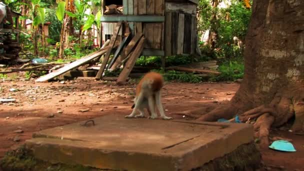 Macaco africano acorrentado a uma árvore . — Vídeo de Stock