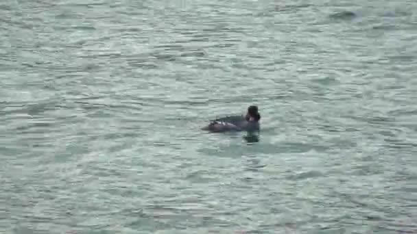 灰色水鸟潜入海洋的特写 — 图库视频影像