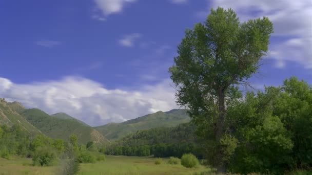 Cloudscape πάνω από ένα πράσινο λιβάδι Wasatch φυλλοβόλων. — Αρχείο Βίντεο