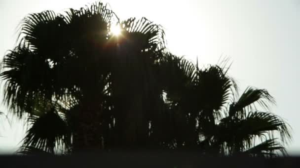 Timelapse estático del sol que viene sobre una palmera — Vídeos de Stock