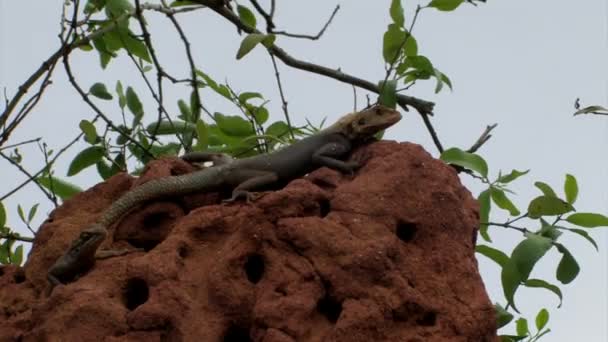Zwei Eidechsen auf einem Termitenhügel in Ghanas — Stockvideo