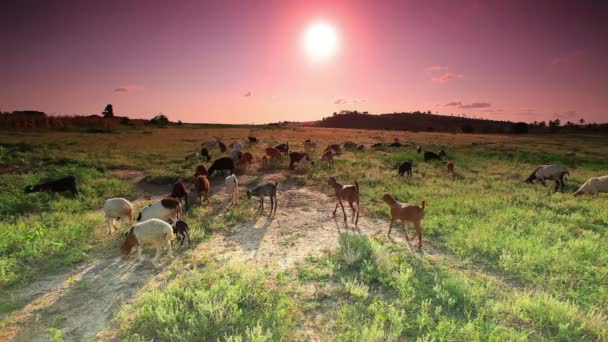 Стадо коз, пасущихся в Кении на рассвете . — стоковое видео