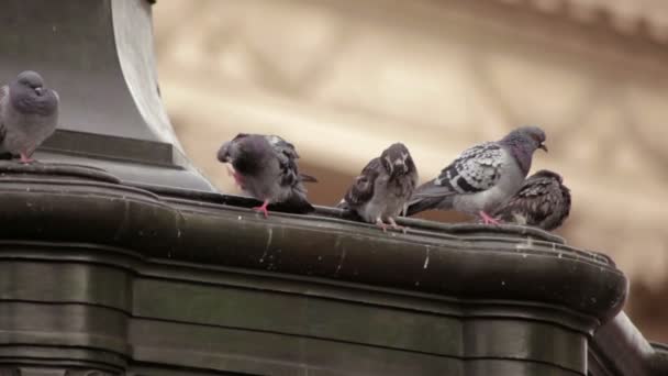 A stationary close-up shot of pigeons sitting on the Eros statue on Piccadilly Circus — Stock Video