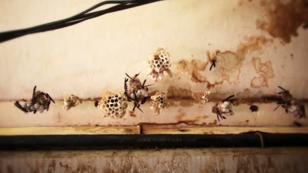 Imágenes en ángulo bajo de insectos de alas largas agrupados en objetos pequeños en una habitación — Vídeo de stock