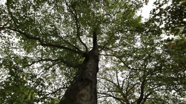 Tree branches and leaves against a white sky — Stock Video