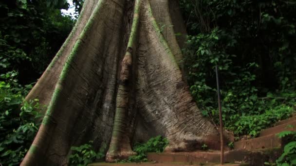 Tronco de un árbol masivo en Ghana — Vídeo de stock