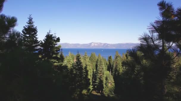 Toppen van pijnbomen naar Lake Tahoe in de verte — Stockvideo