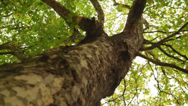 Rami di albero e foglie contro un cielo bianco — Video Stock