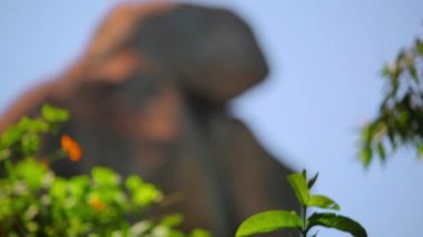 Yavaş yavaş bazı büyük yığılmış kayalar önünde uzun boylu ayçiçeği atış odaklanan