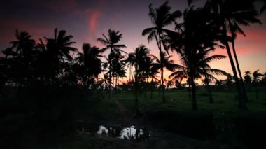 Sunset yakınında bir köy Kenya, palmiye ağaçları.