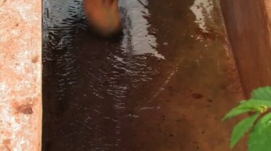 Afrika'da bir oluk Temizleme kadın.