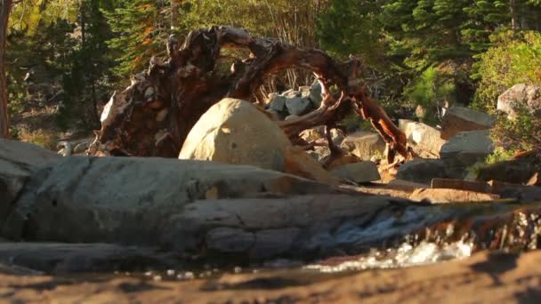 Colpo statico di acqua che scorre lungo un ruscello con tronchi ad arco sopra . — Video Stock