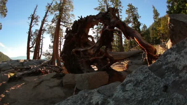 Interessante ontwortelde boom in de buurt van Lake Tahoe in Californië — Stockvideo