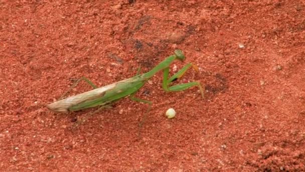 Orando Mantis em pé na areia vermelha — Vídeo de Stock