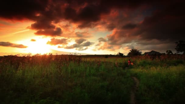 Champ De Maïs Au Coucher Du Soleil Au Kenya