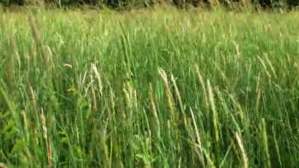 Gras weht im Wind. — Stockvideo