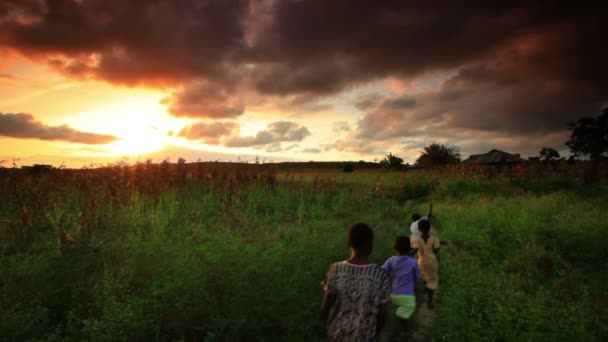 Coucher de soleil sur un champ de maïs au Kenya . — Video