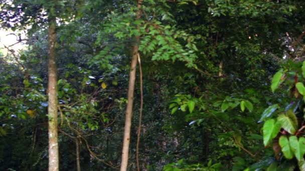 Casserole d'arbres et de vignes d'une forêt tropicale kenyane 