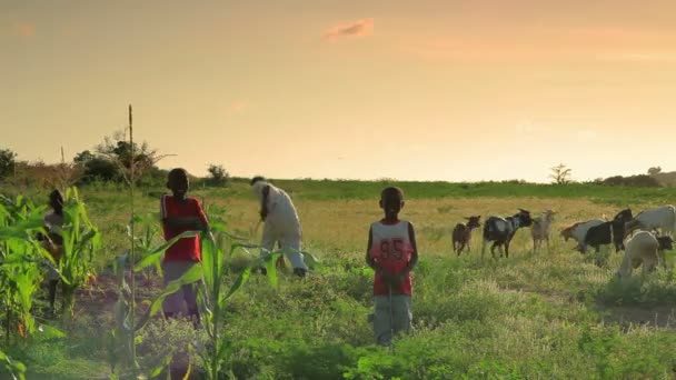 Кенийские мальчики пасутся и пялятся в камеру . — стоковое видео
