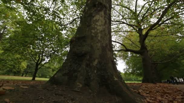 Δέντρα σε ένα πράσινο πάρκο στο Λονδίνο — Αρχείο Βίντεο