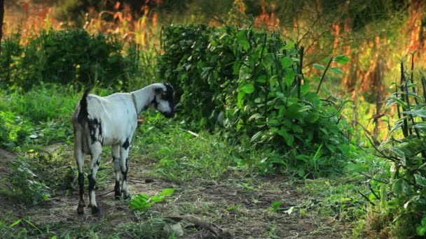 Cabra atada pastando en Kenia . — Vídeos de Stock