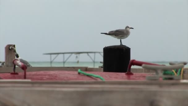 Seagull zittend op een post — Stockvideo