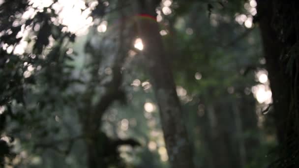 Des images du soleil regardant à travers le couvert forestier — Video