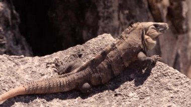bir iguana bir kayaya closeup