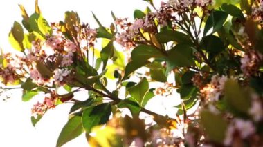 dallar gökyüzüne karşı çiçeği.