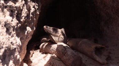 bir oturum açılması bir mağara ve Iguana