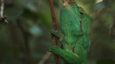 Bukalemun ormanda dal.