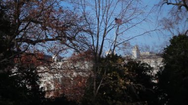  Beyaz Saray arkasından bazı ağaçlar ve çalılar, Washington Dc