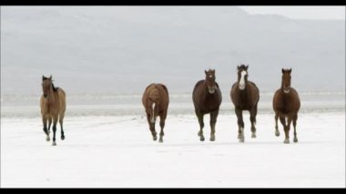at Bonneville tuz düzlükler üzerinde çalışan