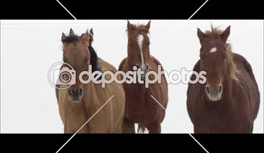 at Bonneville tuz düzlükler üzerinde çalışan