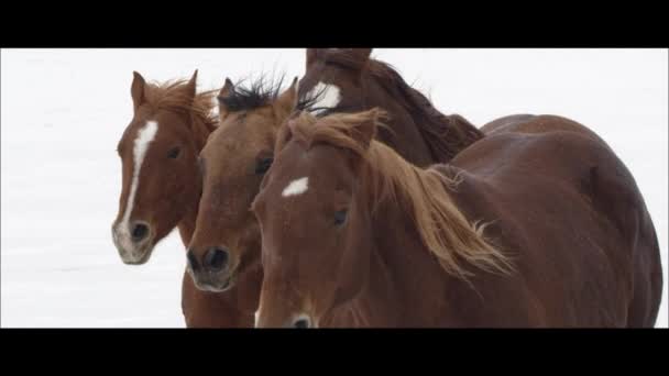 Cavalli che corrono sulle saline di Bonneville — Video Stock