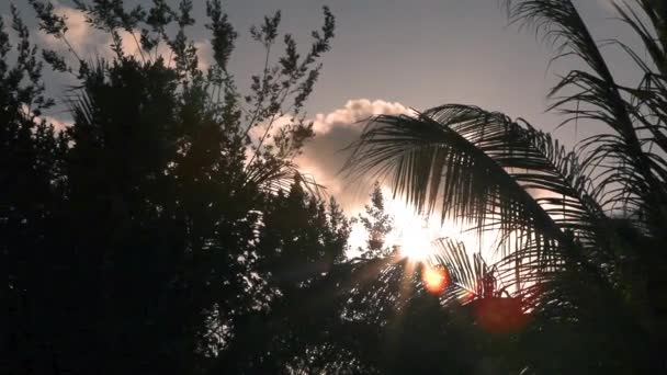 Pan van tropische bomen bij zonsondergang — Stockvideo