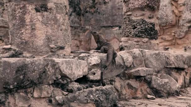 Iguana na starożytnych kamień — Wideo stockowe